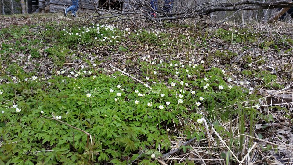 Anemones