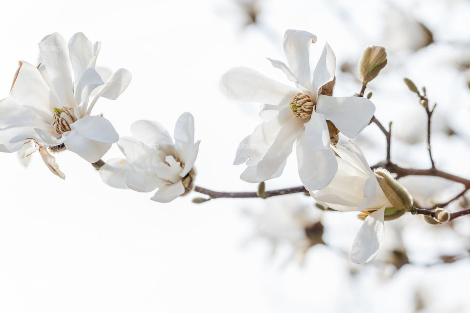Beautiful white blooming magnolias in spring 