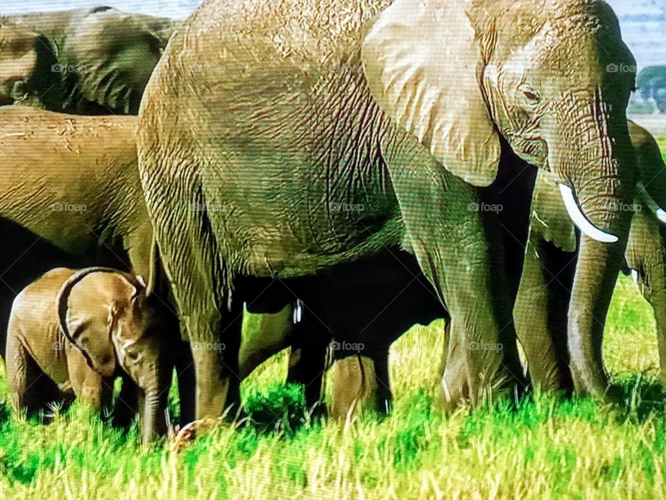 elephant photography