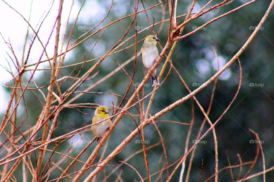 Birds perching on tree branch