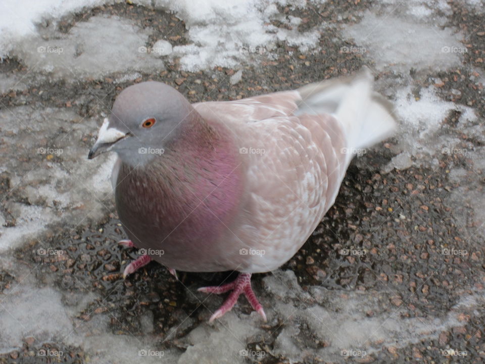 Wild Pigeon