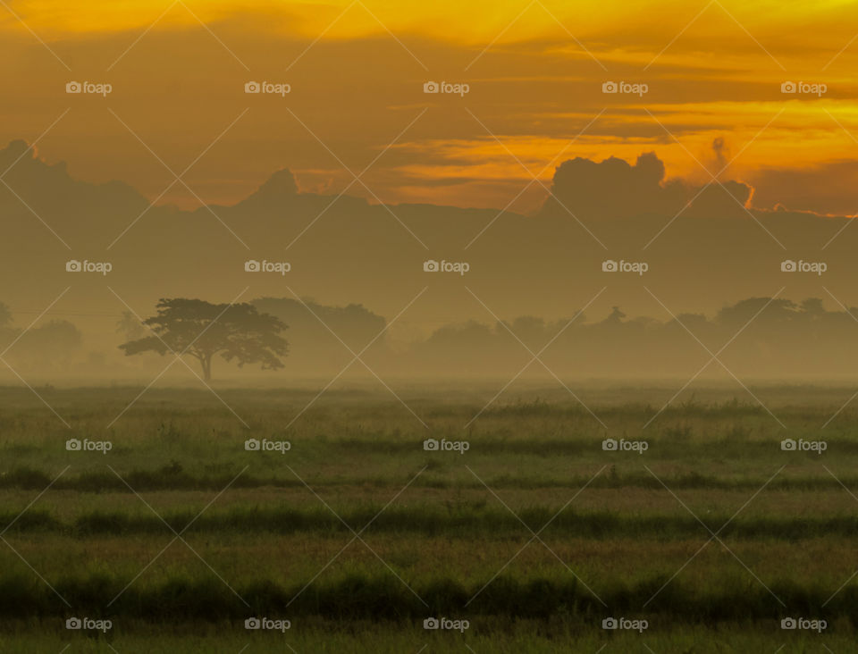 Foggy and misty at the Fields during the Break of dawn.