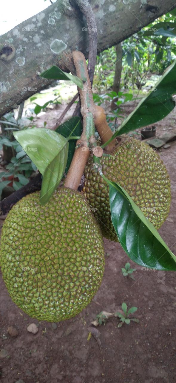 Jackfruit the name of a type of tree as well as its fruit Jackfruit tree belongs to the Moraceae tribe.