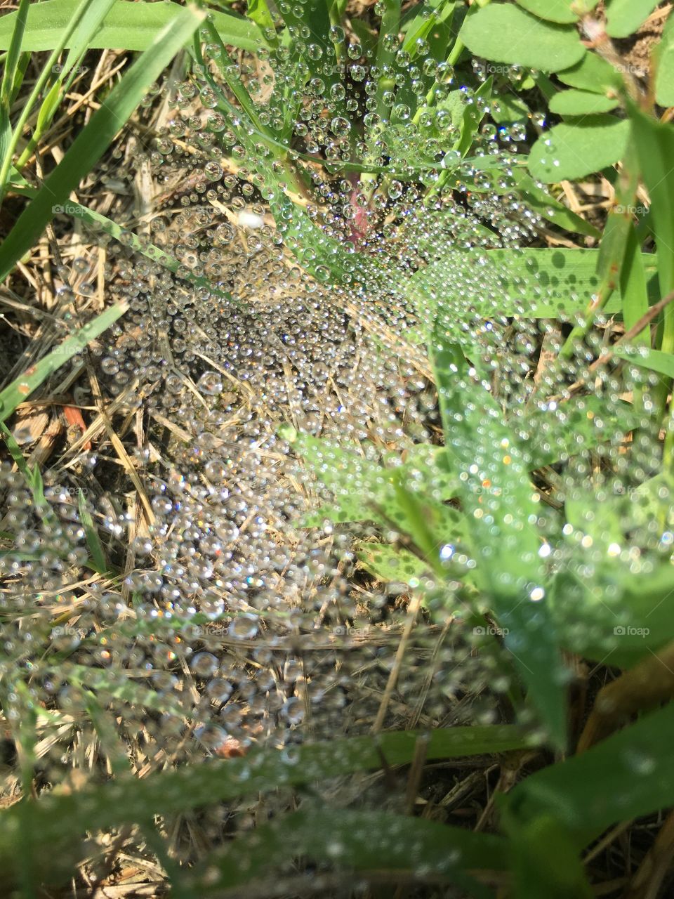 Spiderweb with dew drops