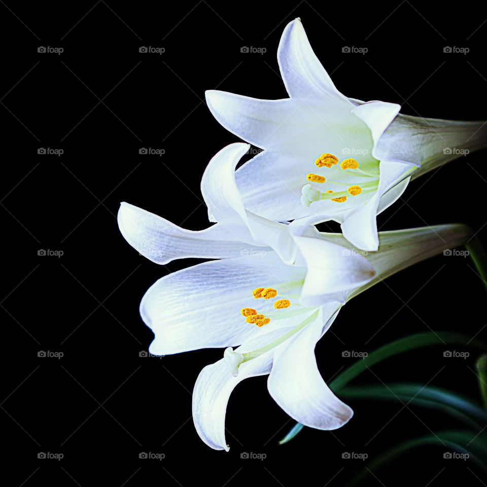 macro lilies