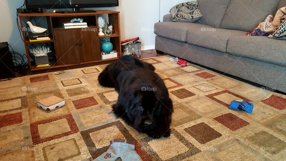 Furniture, Room, Sofa, Indoors, Rug