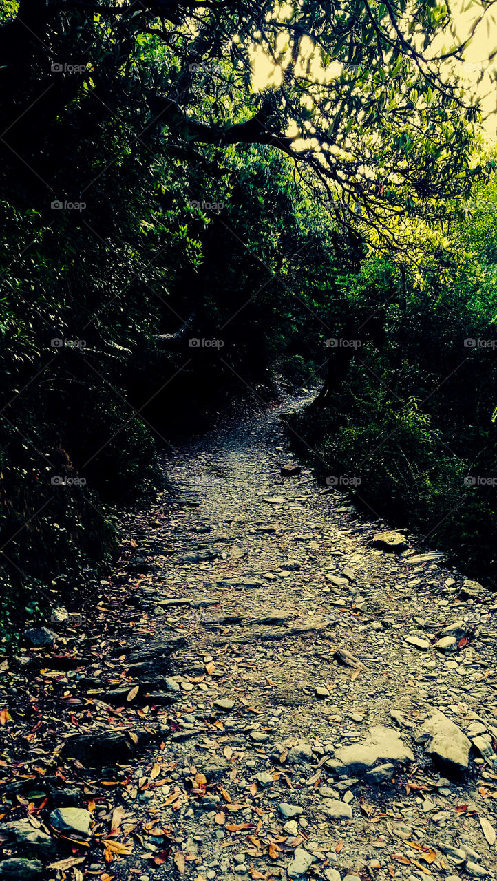 Trekking at mcleodganj, himachal pradesh, india