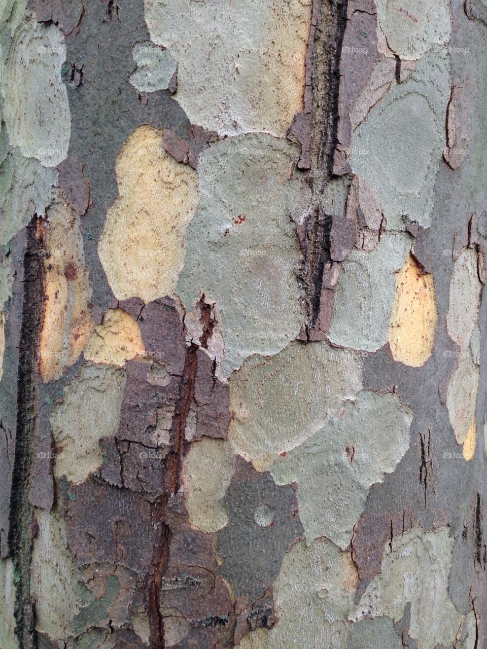 Nature patterns. Tree trunk