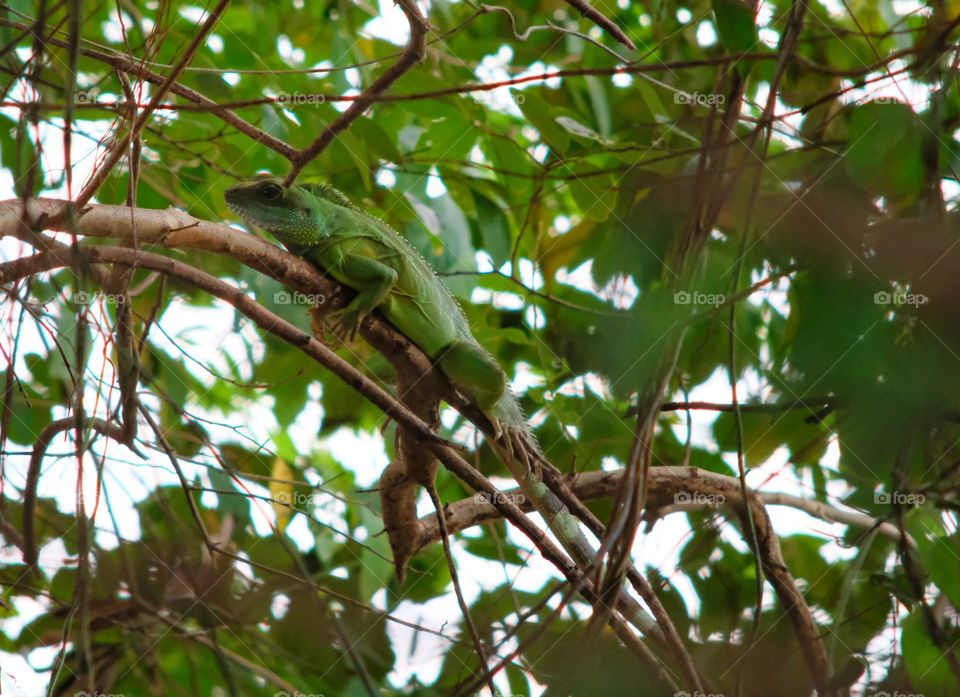 Iguana iguana in forest