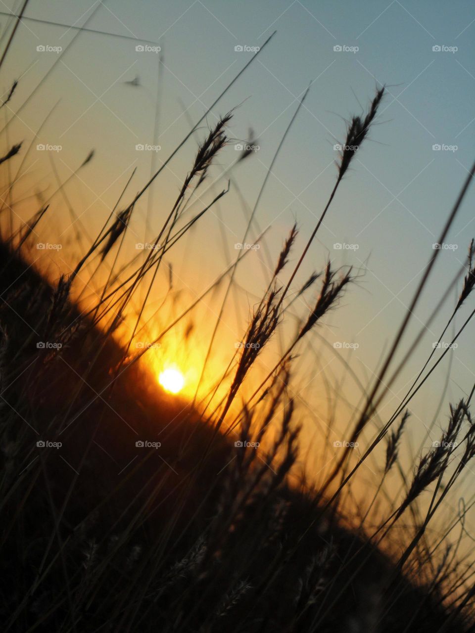 Sun, Sunset, Cereal, Dawn, Wheat