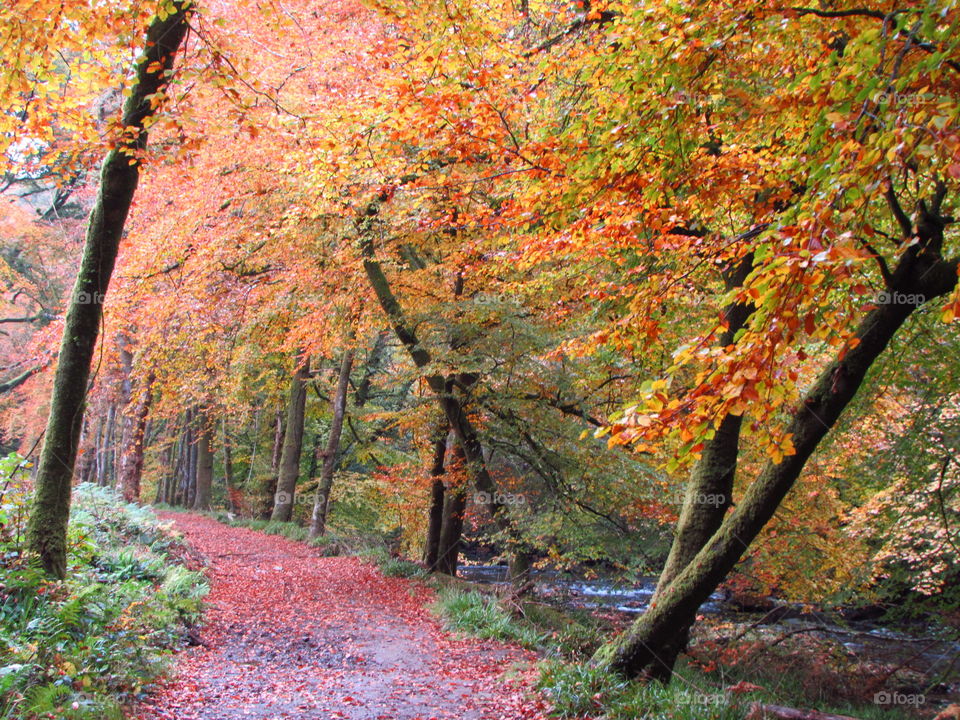 gorgeous autumn foliage