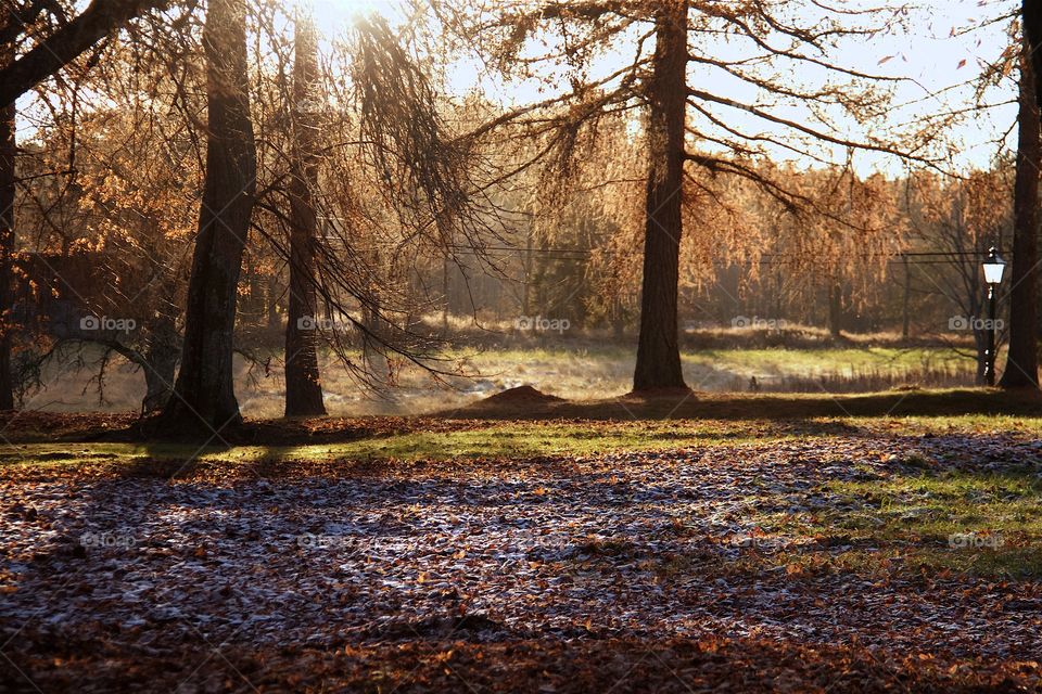 Autumn in the park 