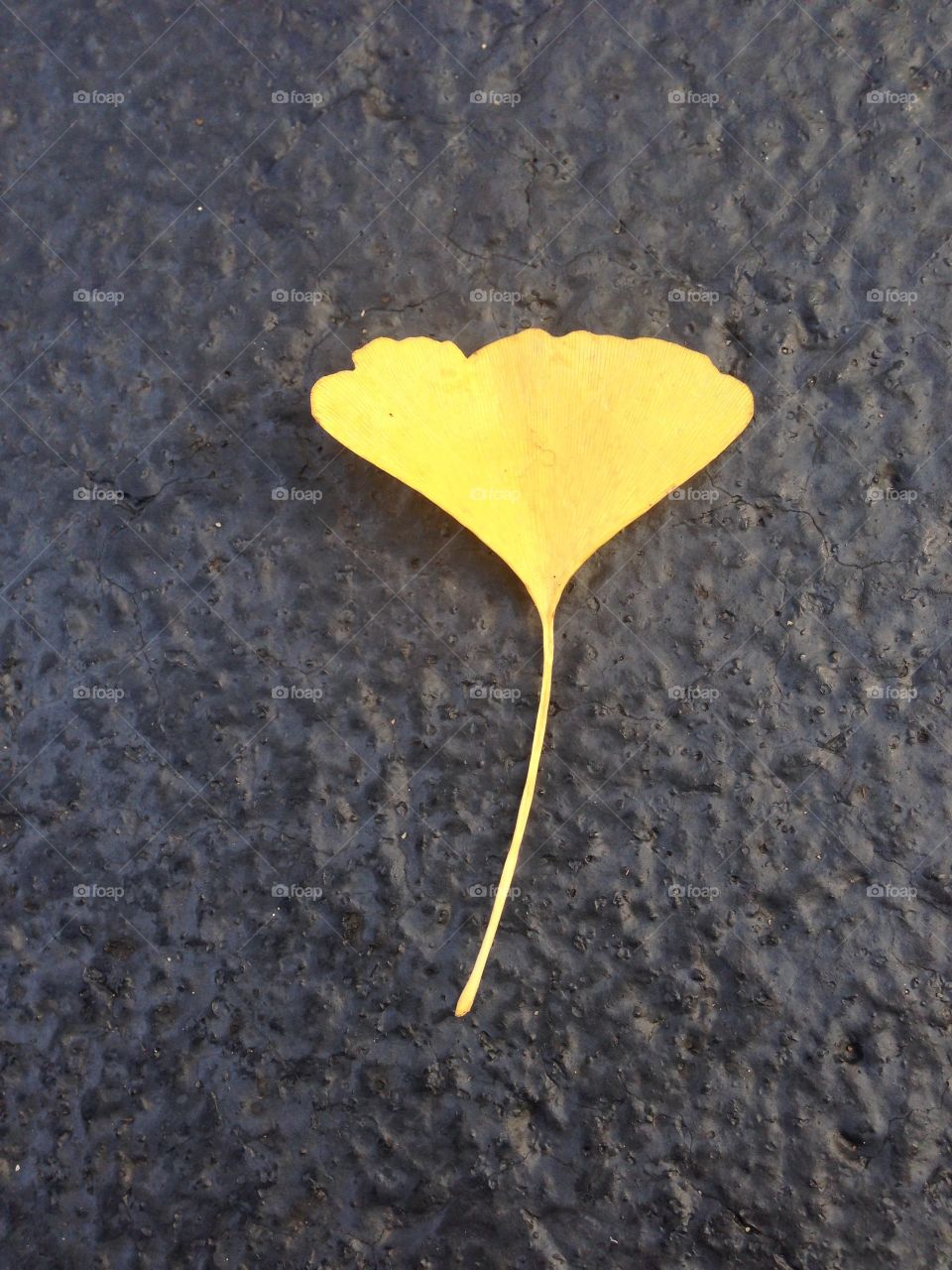 Yellow ginkgo leaf