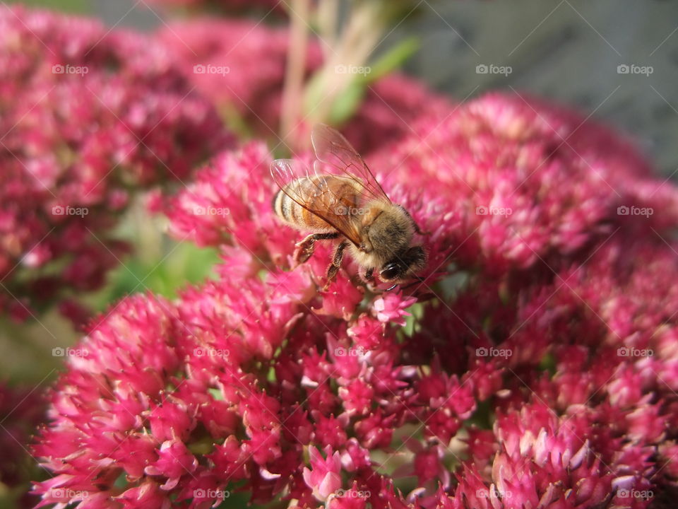 Busy bees in my garden. 