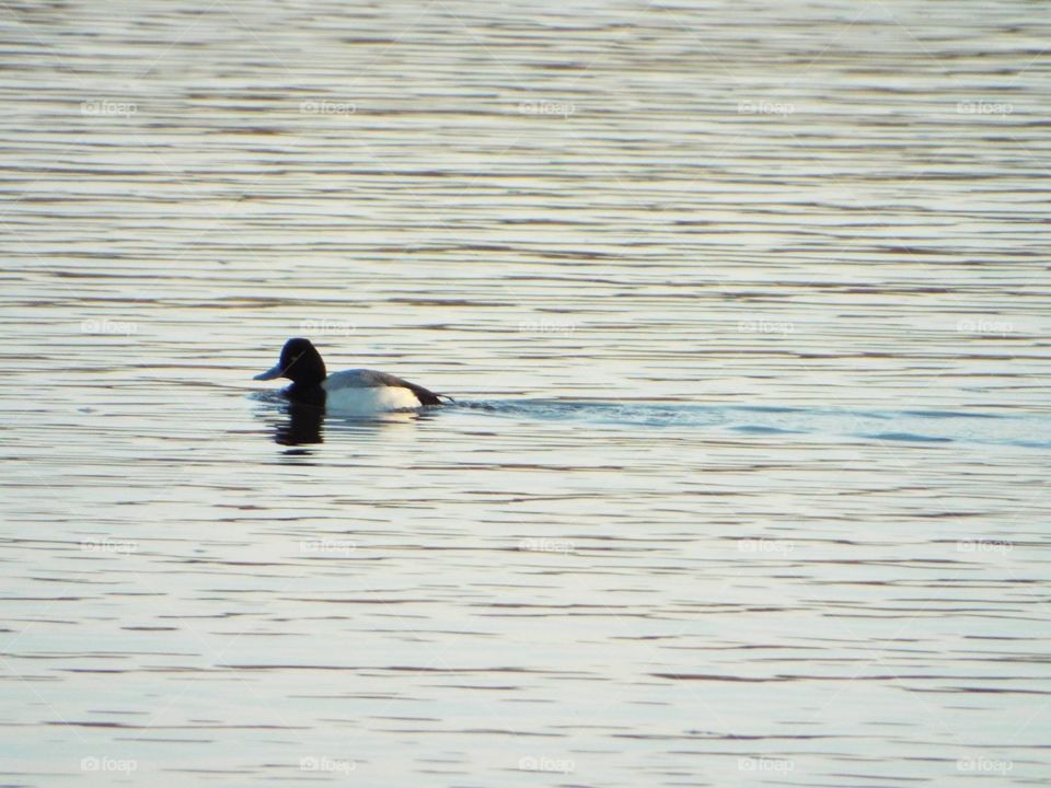 Duck on the Mississippi River 