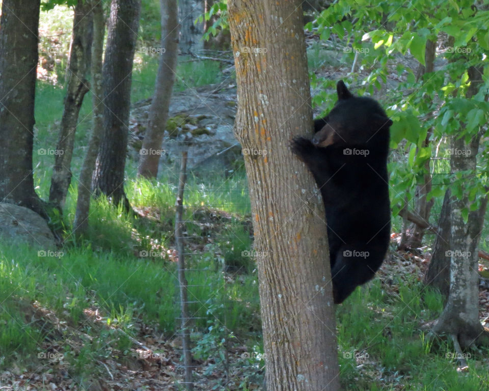 black tree run bear by miowan