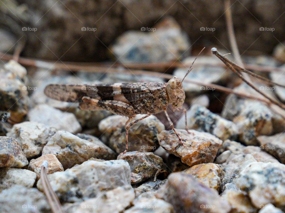 A grasshopper blends in perfectly with the rock surrounding
