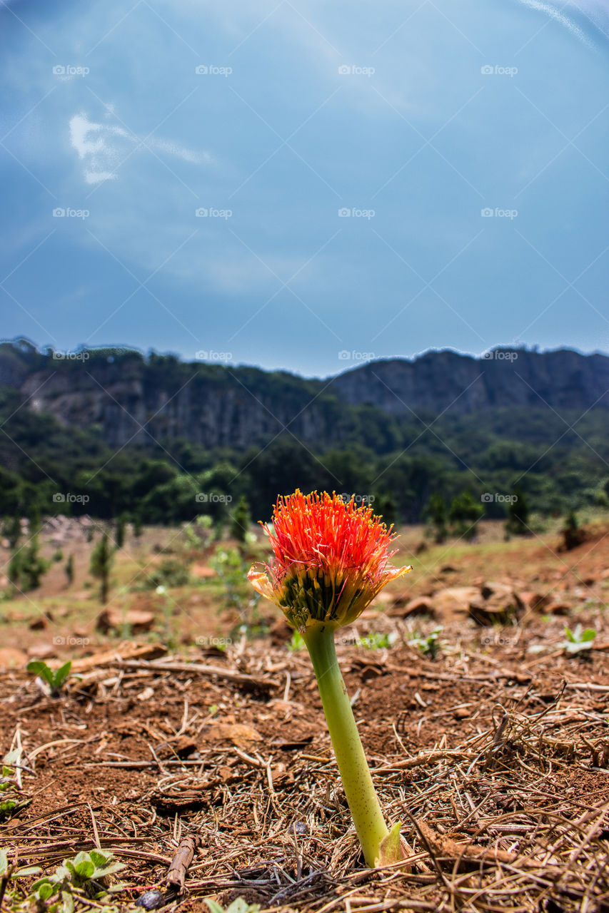 single orange flower growing at rhe botten of a mountain