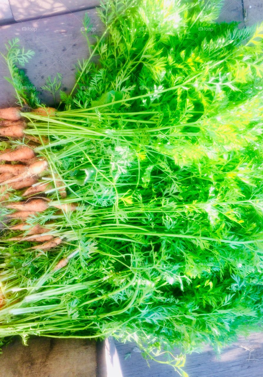 Fresh outa the garden! Beautiful carrots!!