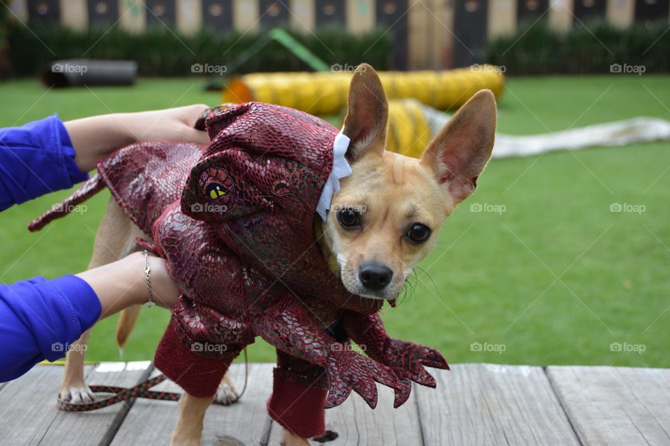 Cute chihuahua pet dog wearing a dinosaur Halloween costume 