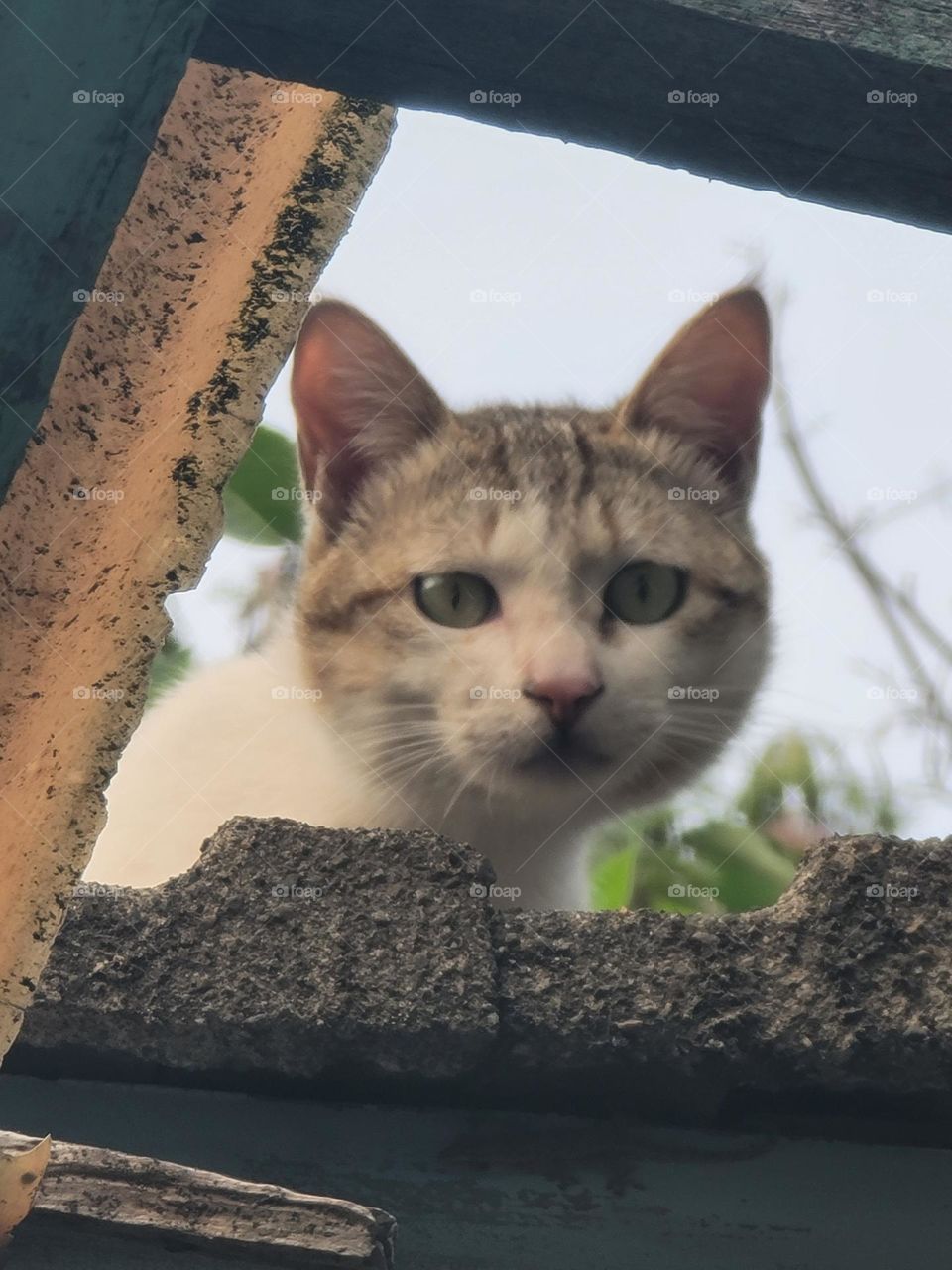 cat standing on the roof poking out