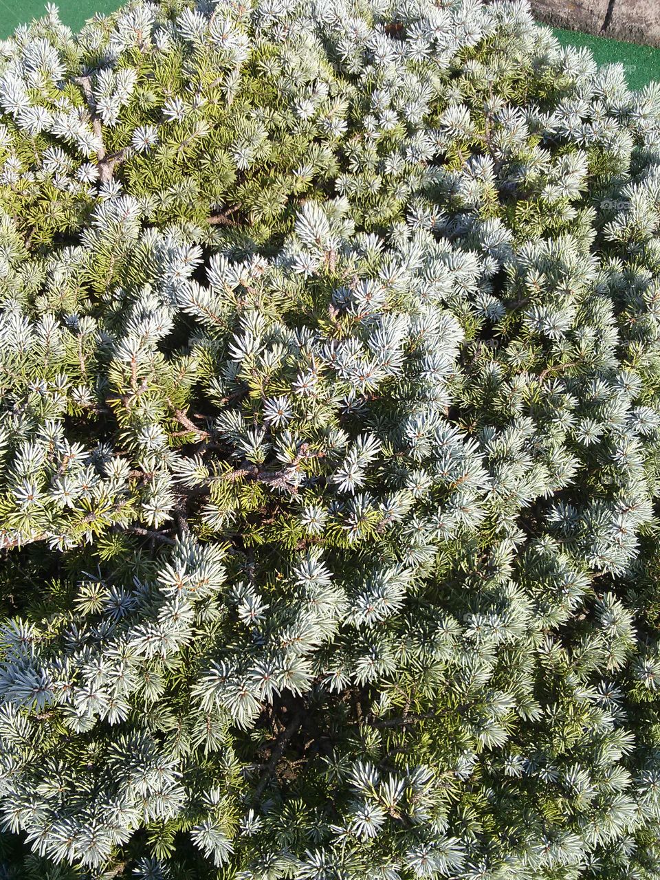 Nature. pine bush