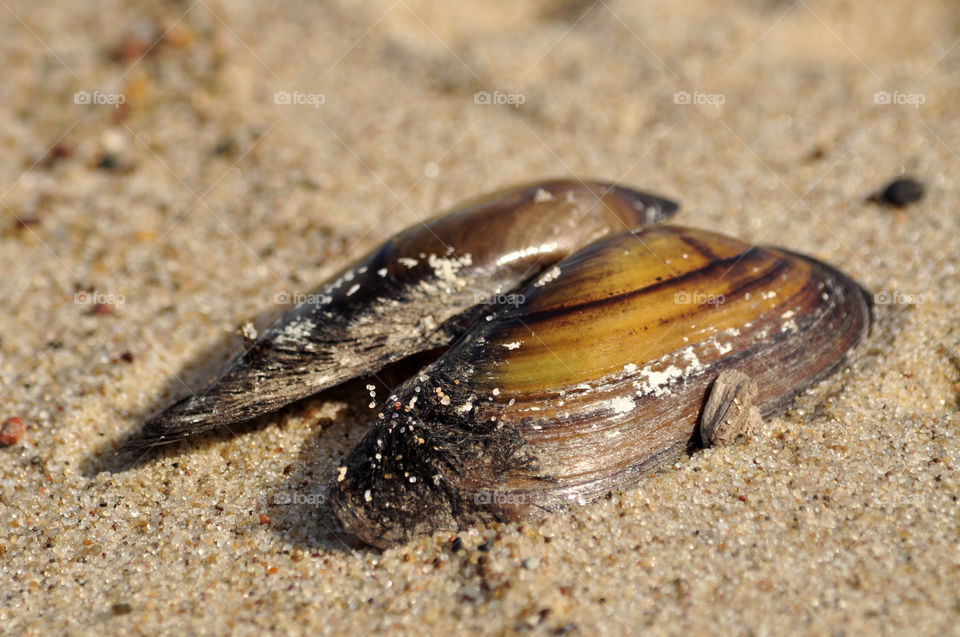 seashell on the beach of the Baltic sea coast in Poland