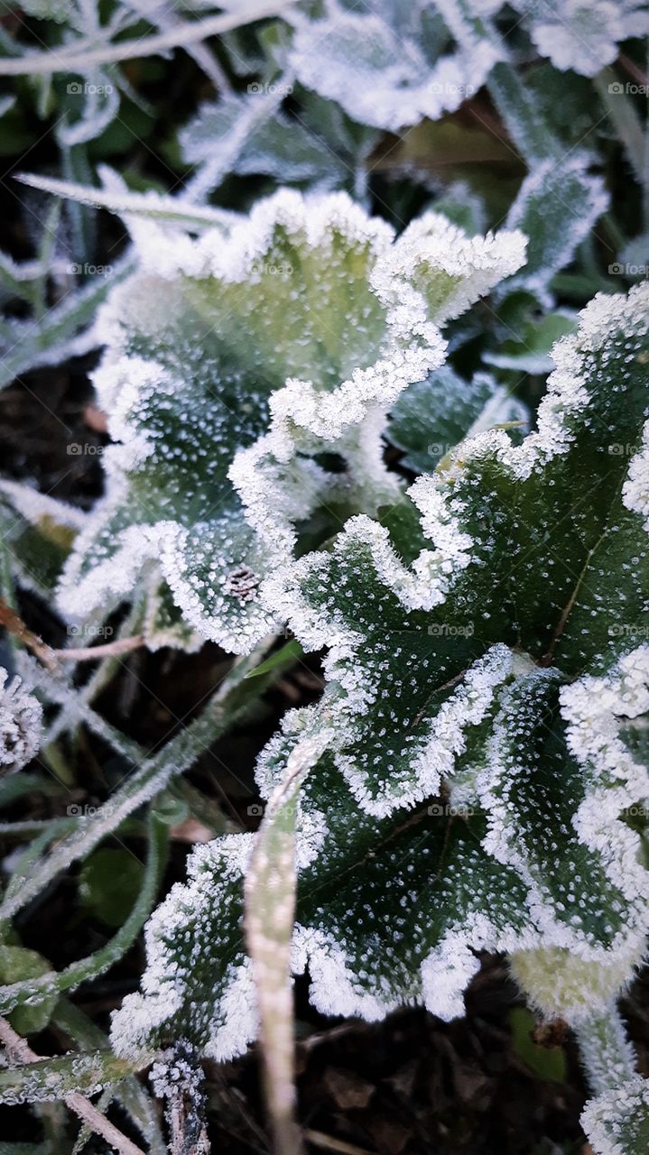winter , frost