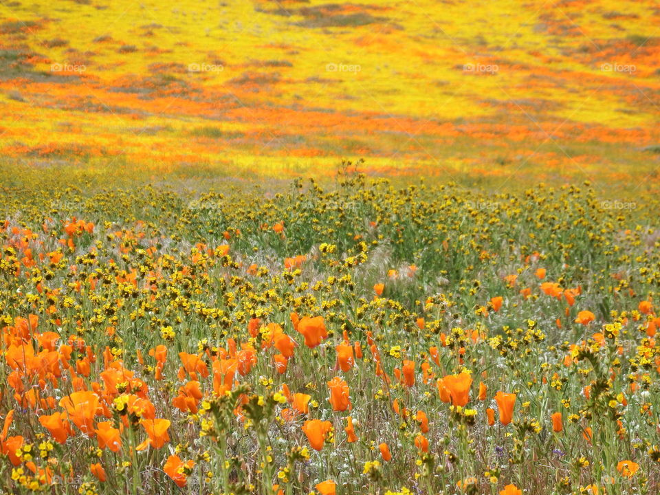 California Poppy field. I spy a skyscape that is actually a landscape.