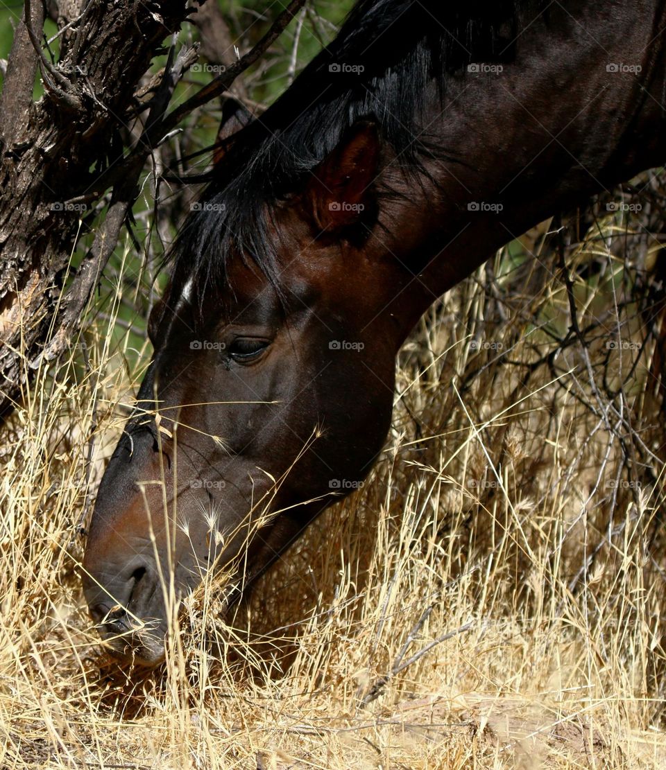 Wild Stallion Eating Dry Brush in Desert