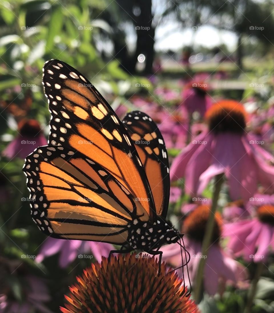 Beautiful monarch butterfly