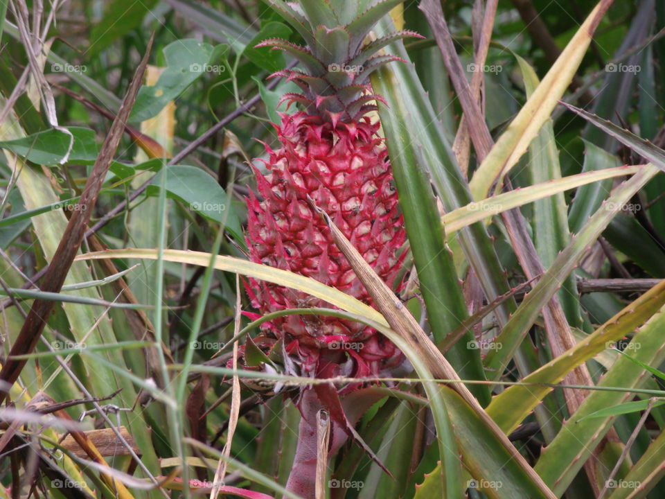 fruits