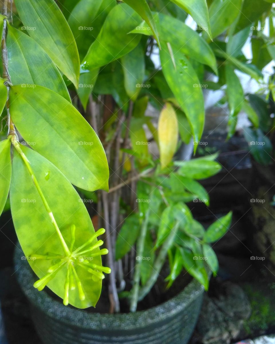 Planting a tree on yard