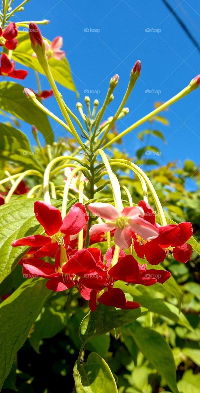 Combretum indicum