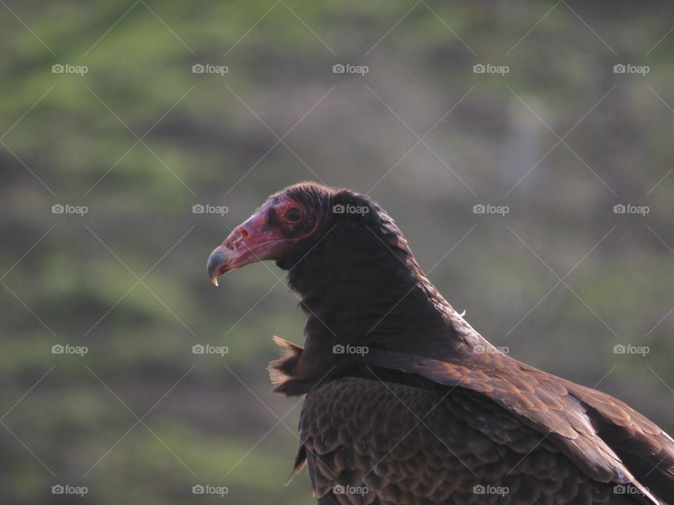 Turkey Vulture Profile