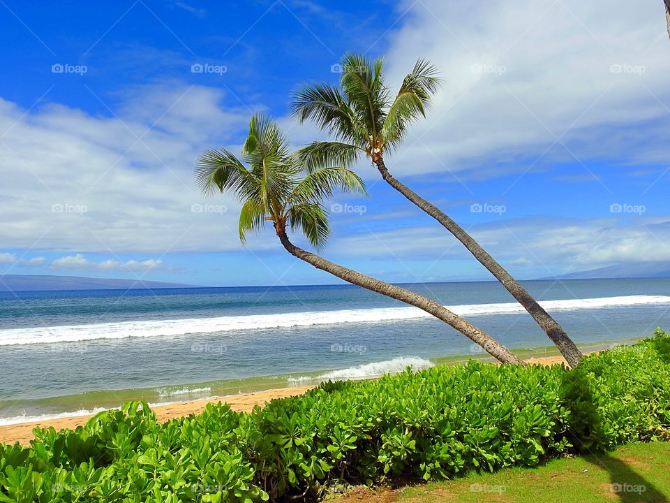 Maui palm trees