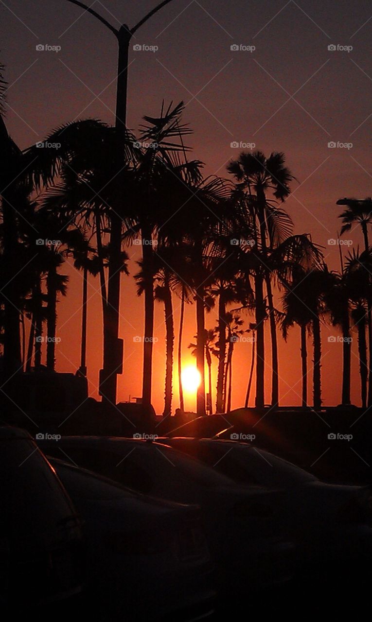 Silhouetted palm trees against dramatic sky