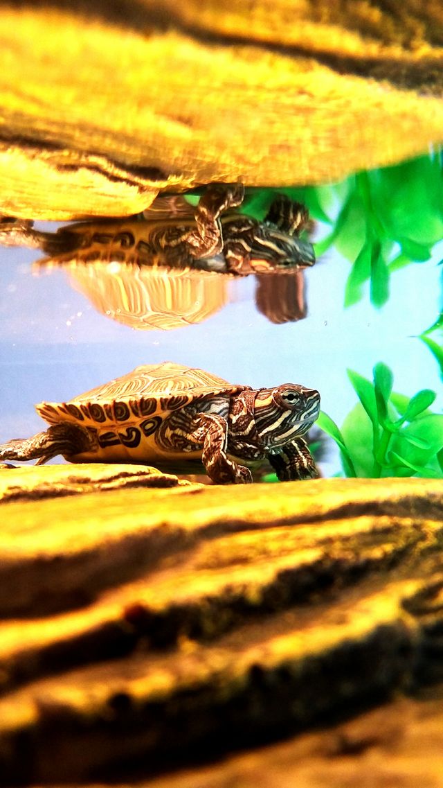 Red Ear Slider turtle close up
