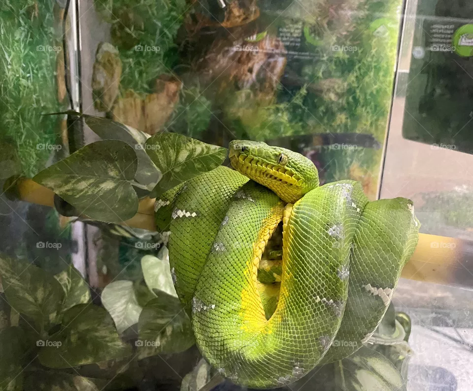 Snake 