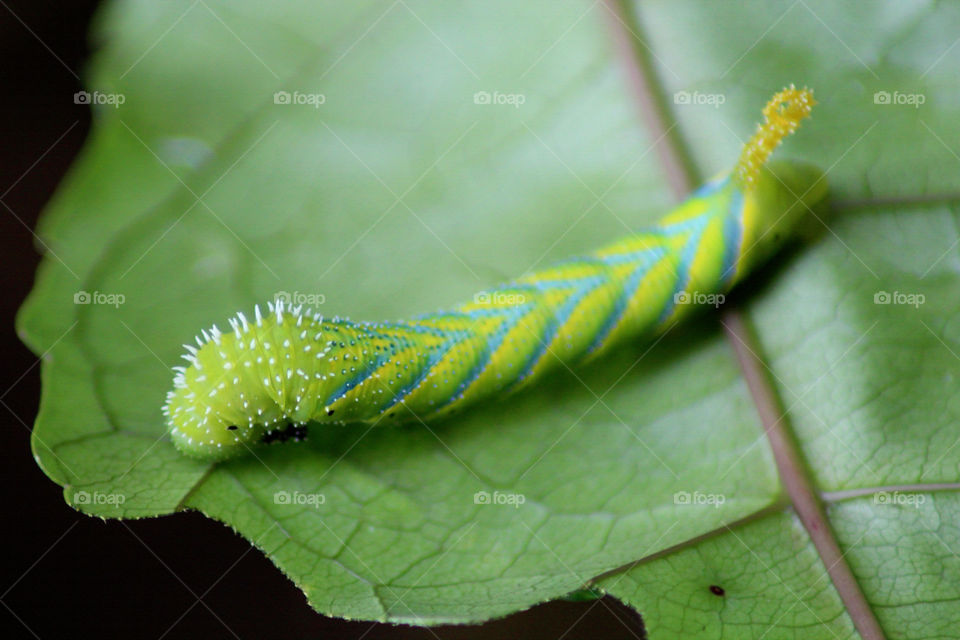 Caterpillar.. butterfly larvae