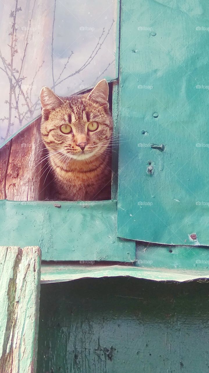 Cute stray peeking from the window in the Polish countryside. Spring has finally come!