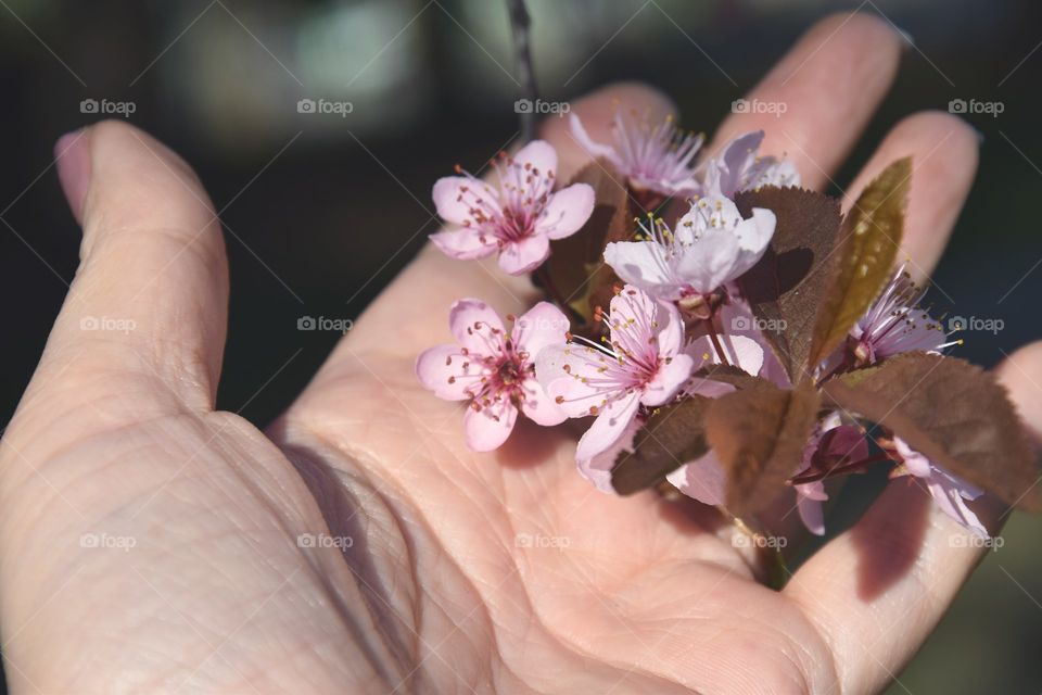 Spring time and flowering branch in the hand