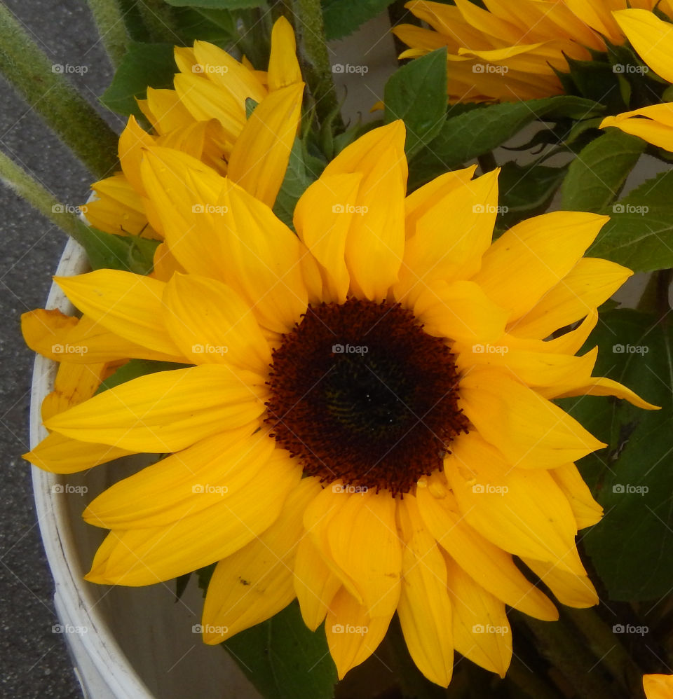 Sunflower (close up)