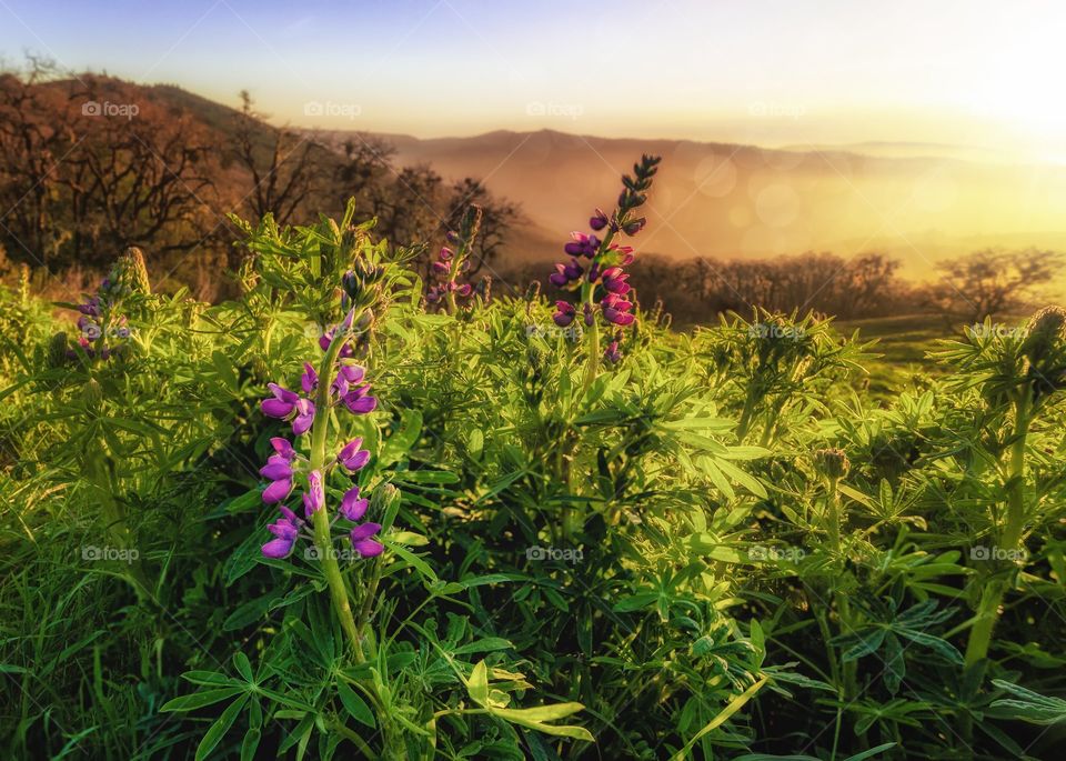 Lupine blooming at sunset