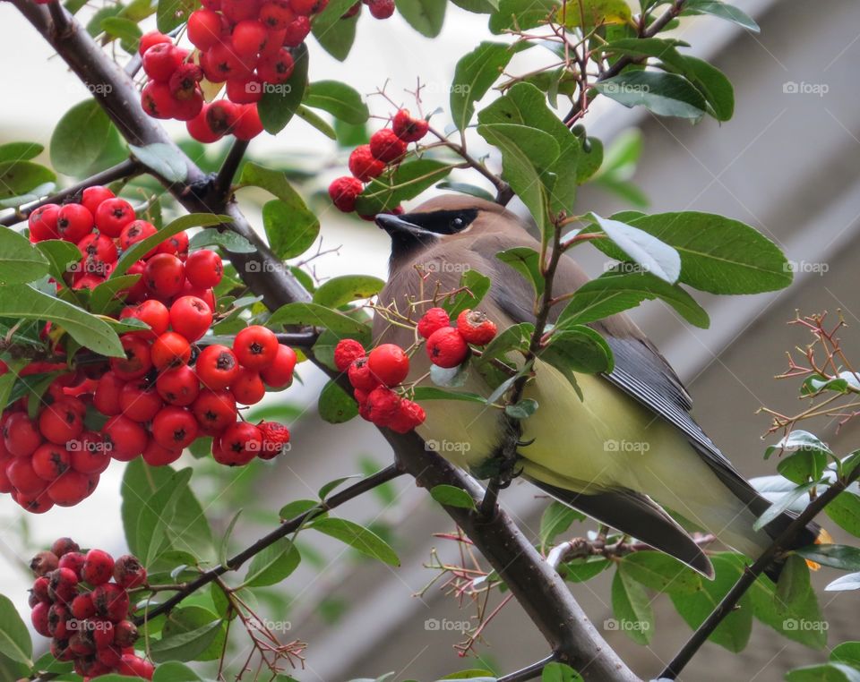 Waxwing bird sitting in a bush with red berries.