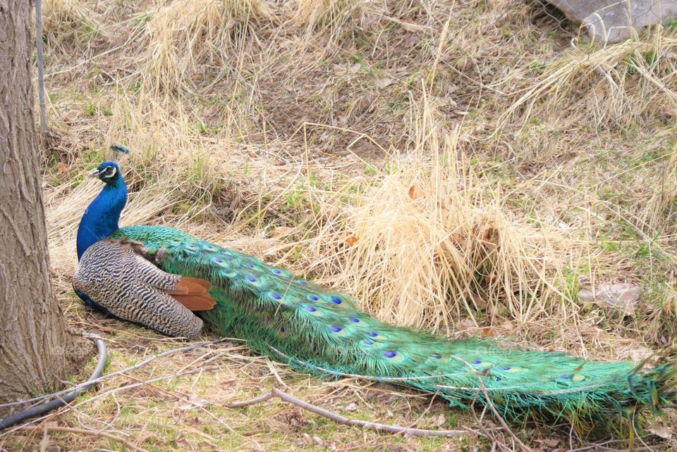 Peacock 