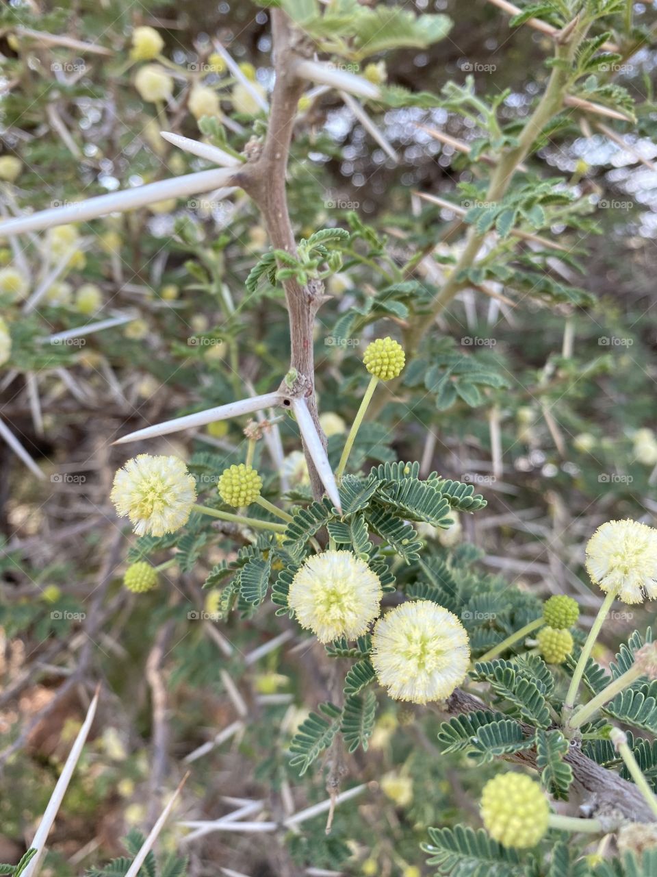 Taif mountains ⛰ rocks ,desert , amazing herbal 