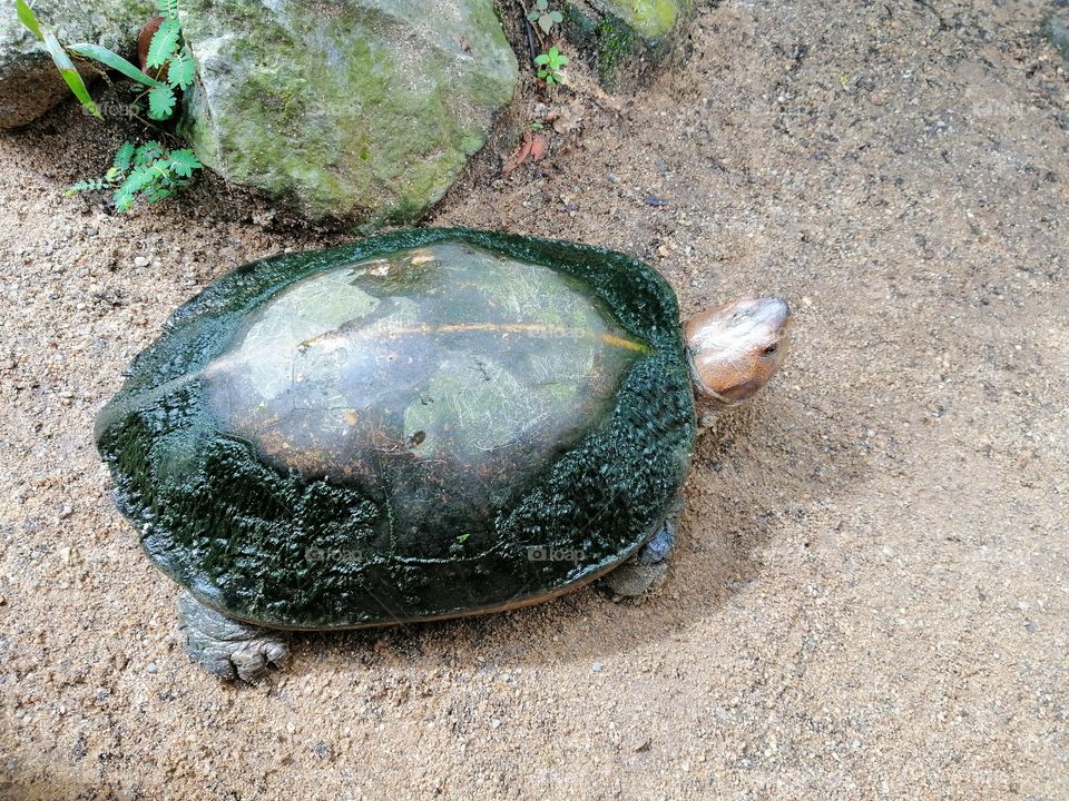 Giant turtle in th zoo