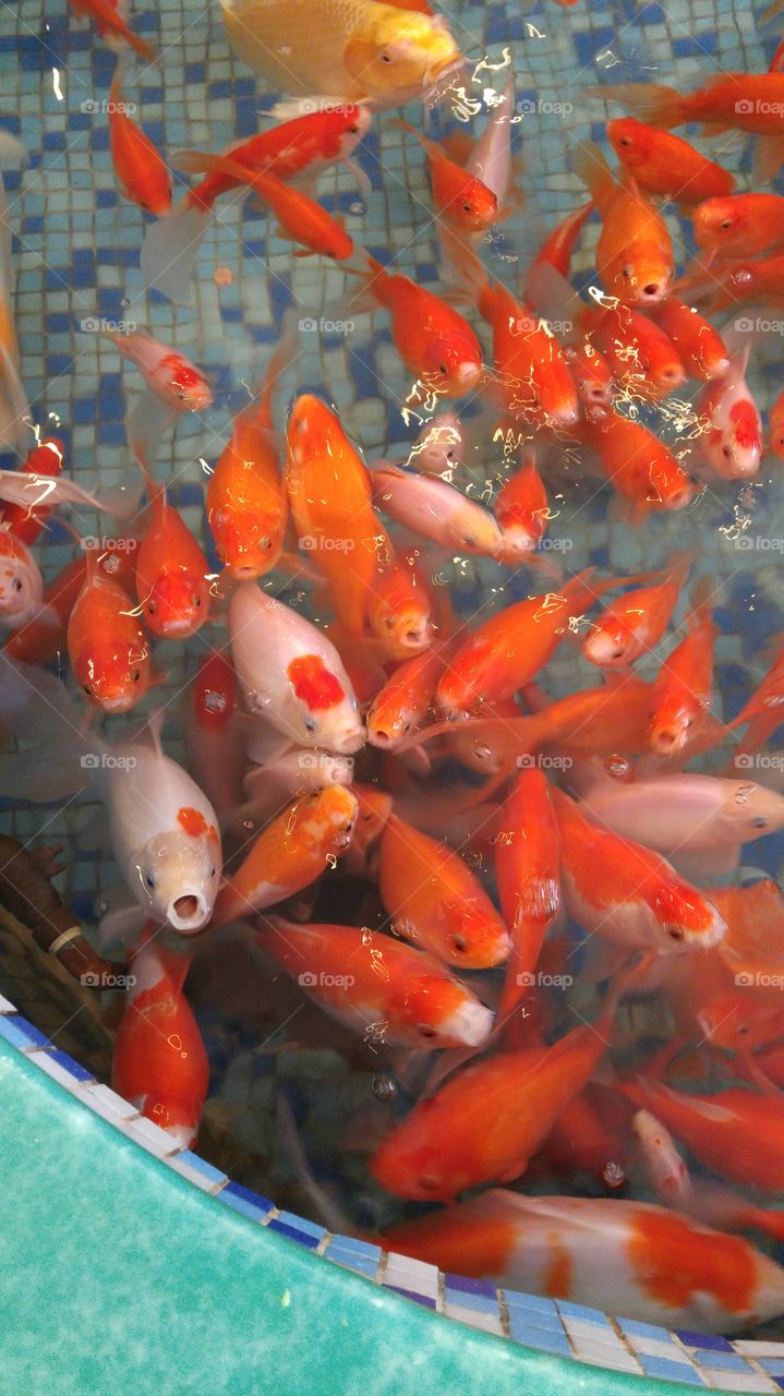 Hungry Hungry Goldfish