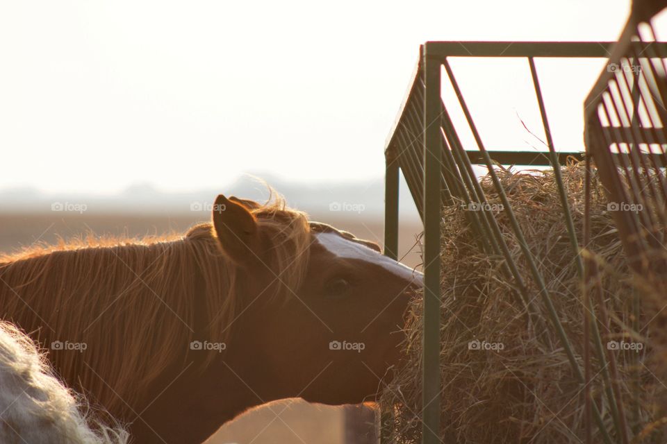 A horse eating out of a hay feeder on a misty fall morning 🍂🐴🍁